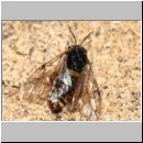 Diprionidae cf Gilpinia - Blattwespe w01a 9mm.jpg